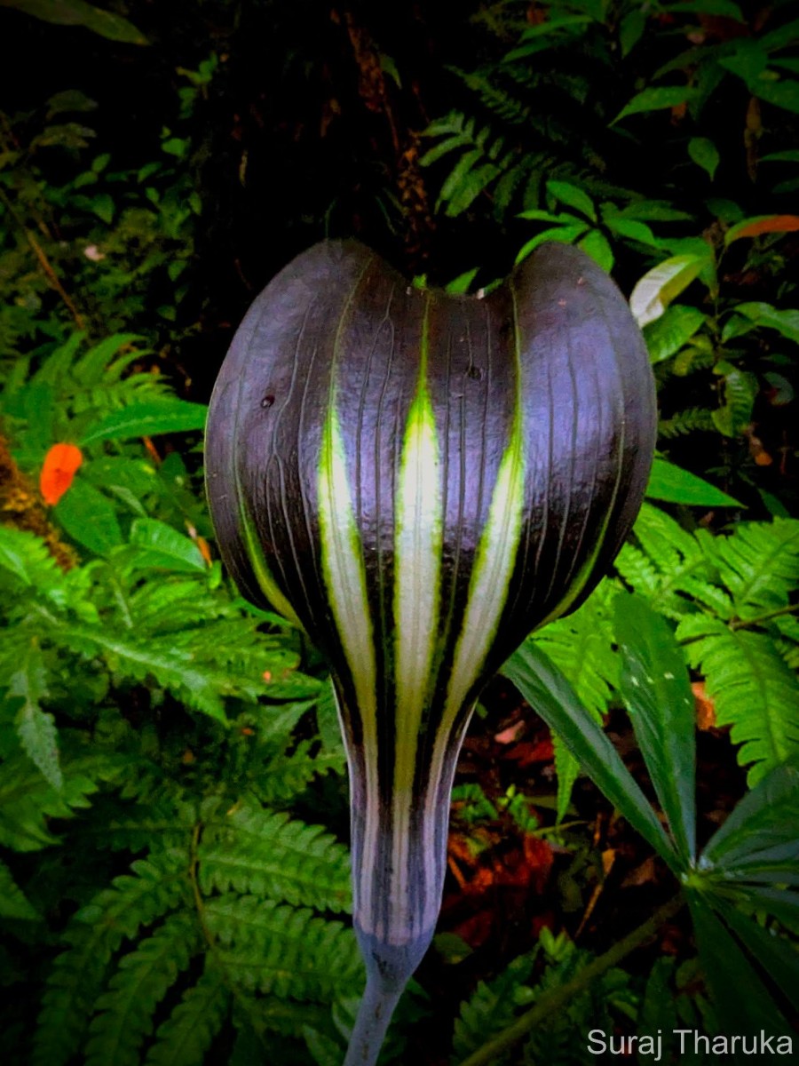 Arisaema leschenaultii Blume